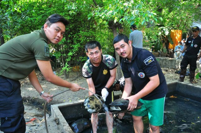 กรมอุทยานฯ เร่งตรวจสอบ  หลังชาวบ้านแจ้ง สายด่วน 1362 พบเต่านับร้อยในวัด เขตบึงกุ่ม