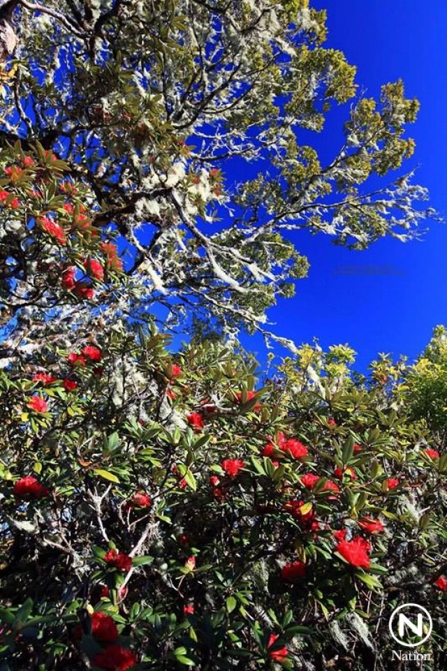 "กุหลาบพันปี" ราชินีแห่งอินทนนท์ เริ่มบานสะพรั่งที่กิ่วแม่ปาน