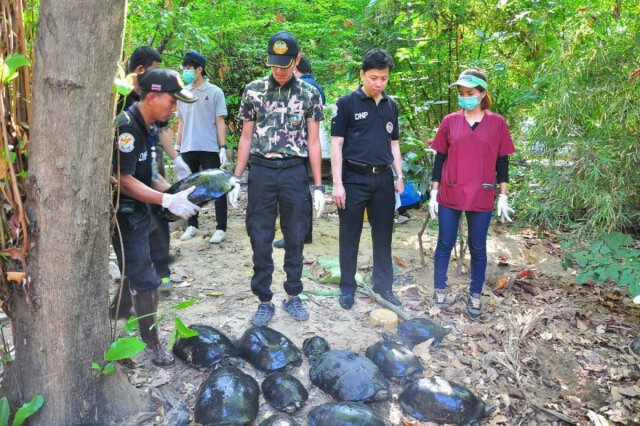 กรมอุทยานฯ เร่งตรวจสอบ  หลังชาวบ้านแจ้ง สายด่วน 1362 พบเต่านับร้อยในวัด เขตบึงกุ่ม
