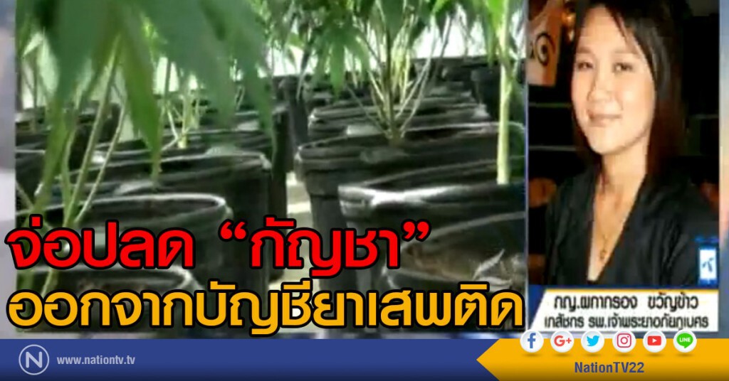 จ่อปลดกัญชาออกจากบัญชียาเสพติด จ่อปลดกัญชาออกจากบัญชียาเสพติด