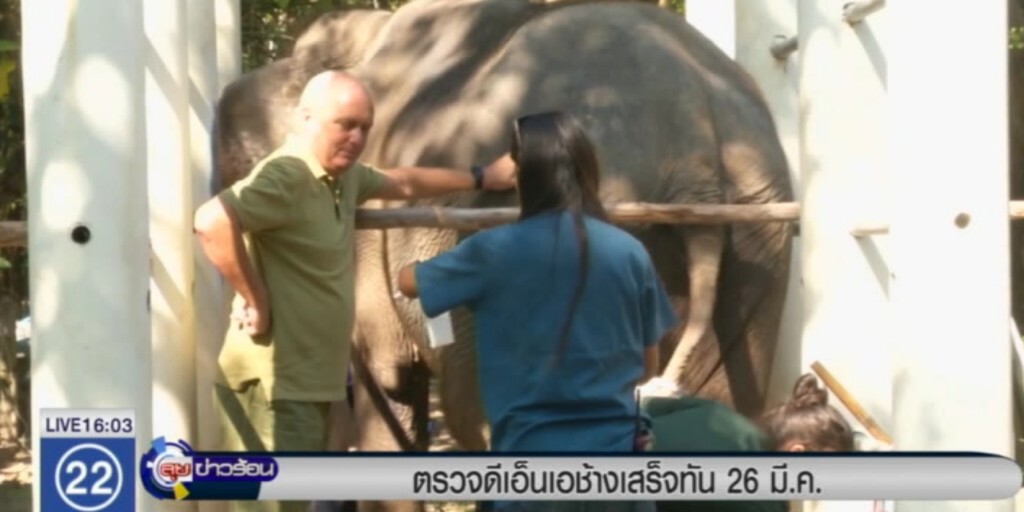 ตรวจดีเอ็นเอช้าง แก้ปัญหาสวมสิทธิ เสร็จทัน 26 มี.ค. ตรวจดีเอ็นเอช้าง แก้ปัญหาสวมสิทธิ เสร็จทัน 26 มี.ค.