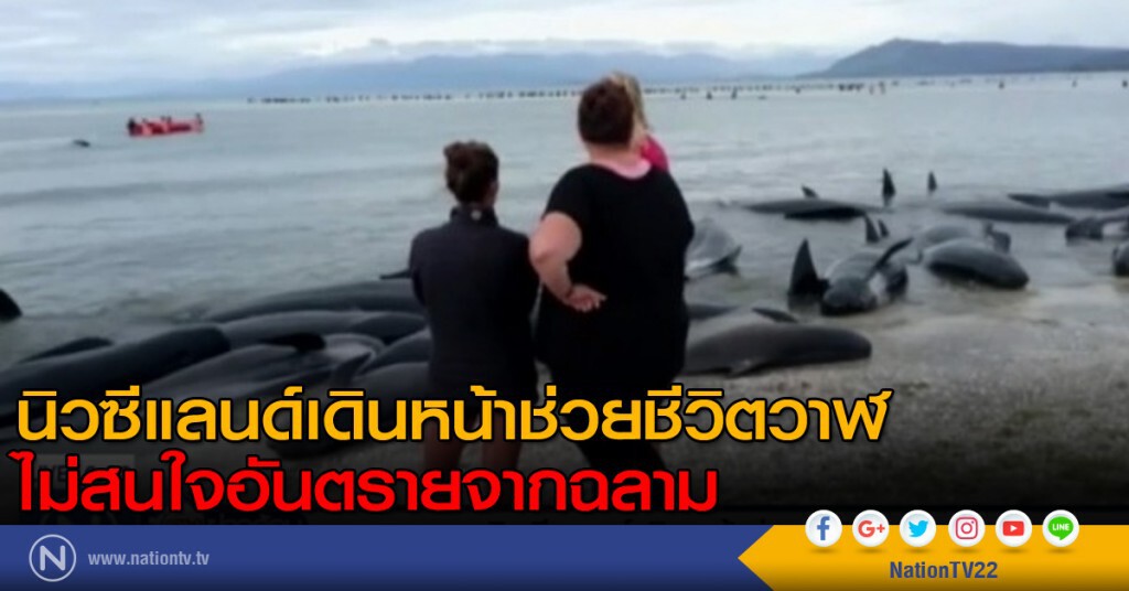 นิวซีแลนด์เดินหน้าช่วยชีวิตวาฬ ไม่สนใจอันตรายจากฉลาม