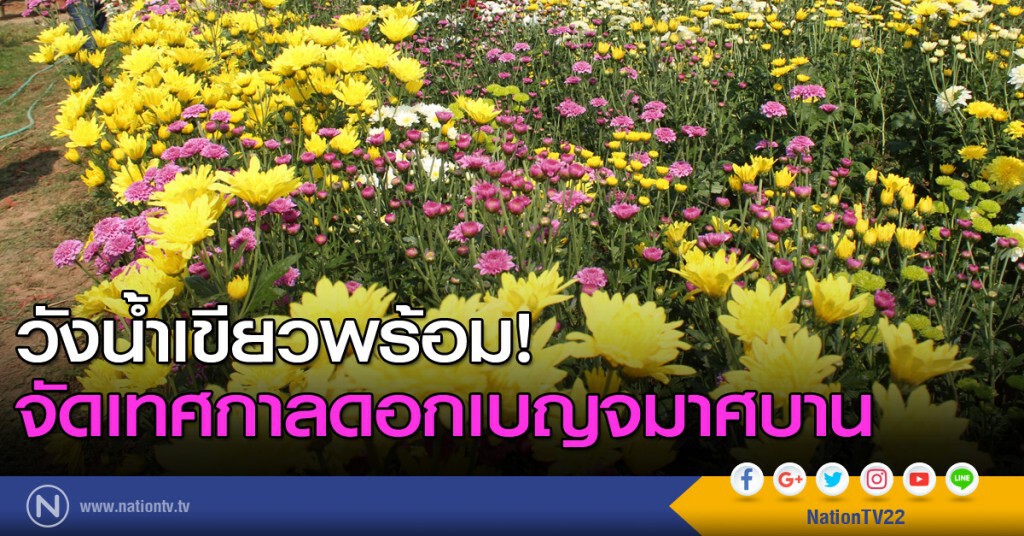 วังน้ำเขียวพร้อมจัดเทศกาลดอกเบญจมาศบาน วังน้ำเขียวพร้อมจัดเทศกาลดอกเบญจมาศบาน