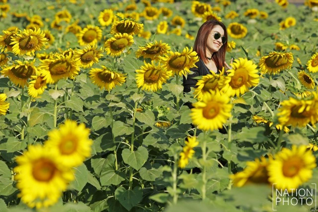 บานสะพรั่ง! ดอกทานตะวัน ที่เกษตร-นวมินทร์