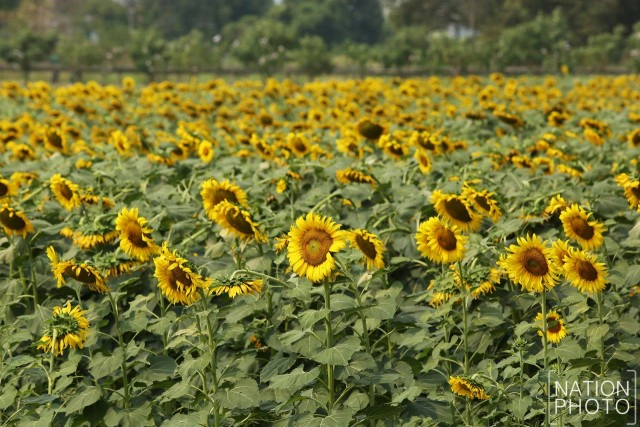 บานสะพรั่ง! ดอกทานตะวัน ที่เกษตร-นวมินทร์