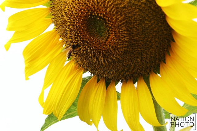 บานสะพรั่ง! ดอกทานตะวัน ที่เกษตร-นวมินทร์