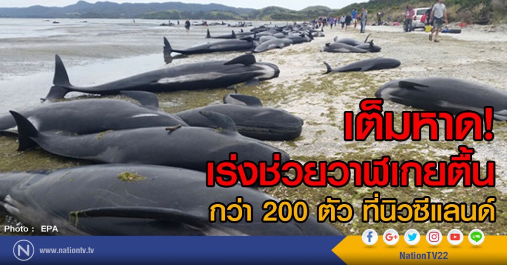 นิวซีแลนด์ เร่งช่วยวาฬเกยตื้น นิวซีแลนด์ เร่งช่วยวาฬเกยตื้น