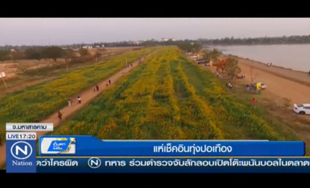 แห่เช็คอินทุ่งปอเทือง แห่เช็คอินทุ่งปอเทือง