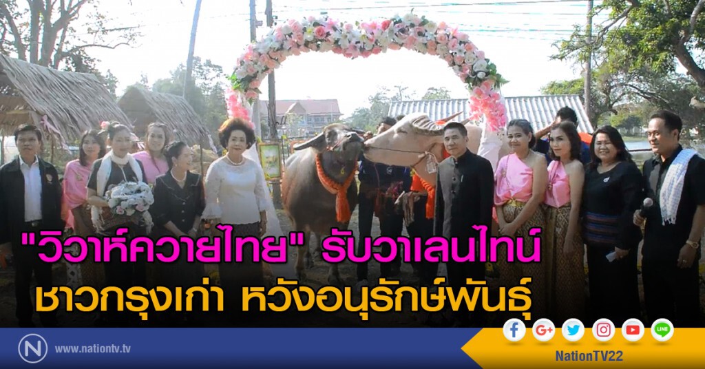 "วิวาห์ควายไทย" รับวาเลนไทน์
ชาวกรุงเก่า หวังอนุรักษ์พันธุ์ "วิวาห์ควายไทย" รับวาเลนไทน์
ชาวกรุงเก่า หวังอนุรักษ์พันธุ์
