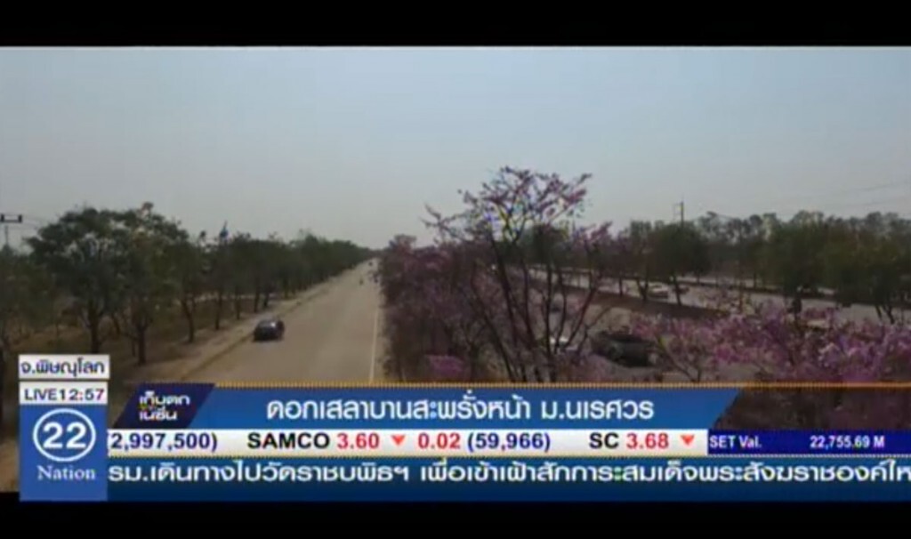 ดอกเสลาบานสะพรั่ง หน้า ม.นเรศวร ดอกเสลาบานสะพรั่ง หน้า ม.นเรศวร
