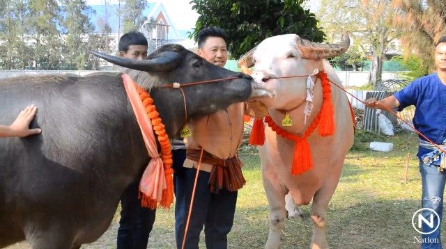 "วิวาห์ควายไทย" รับวาเลนไทน์ 
ชาวกรุงเก่า หวังอนุรักษ์พันธุ์