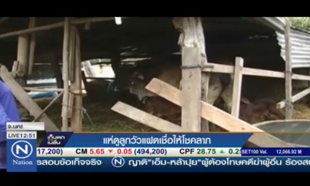 แห่ดูลูกวัวแฝด เชื่อให้โชคลาภ แห่ดูลูกวัวแฝด เชื่อให้โชคลาภ