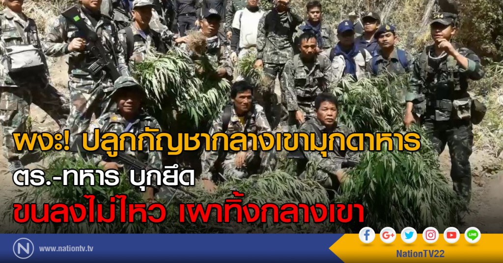 ผงะ! ปลูกกัญชากลางเขามุกดาหาร
ตร.-ทหาร บุกยึด ขนลงไม่ไหวเผาทิ้งกลางเขา