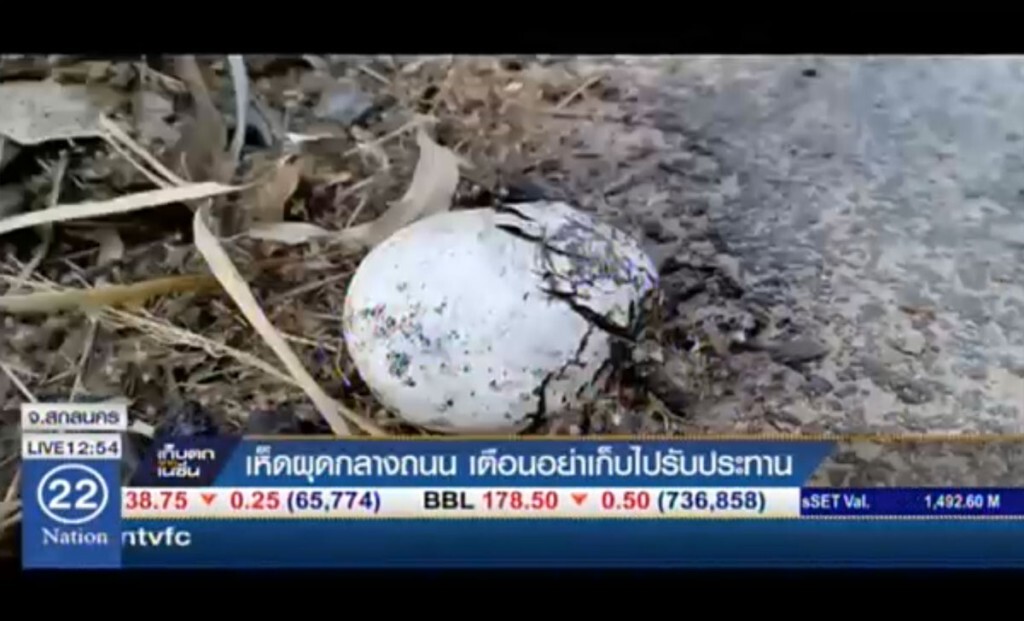เห็ดผุดกลางถนน เตือนอย่าเก็บไปรับประทาน เห็ดผุดกลางถนน เตือนอย่าเก็บไปรับประทาน