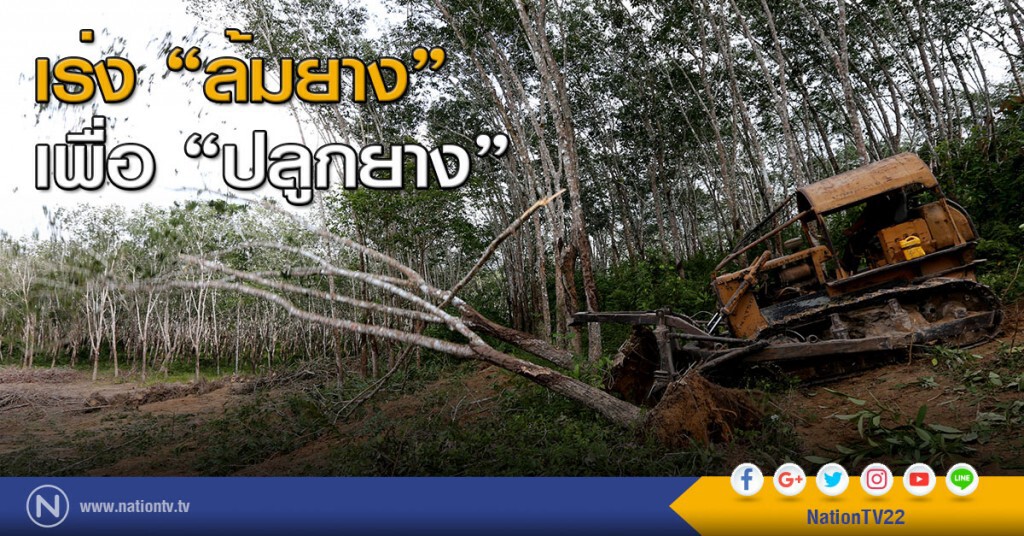 เร่ง "ล้มยาง" เพื่อ "ปลูกยาง" เร่ง "ล้มยาง" เพื่อ "ปลูกยาง"