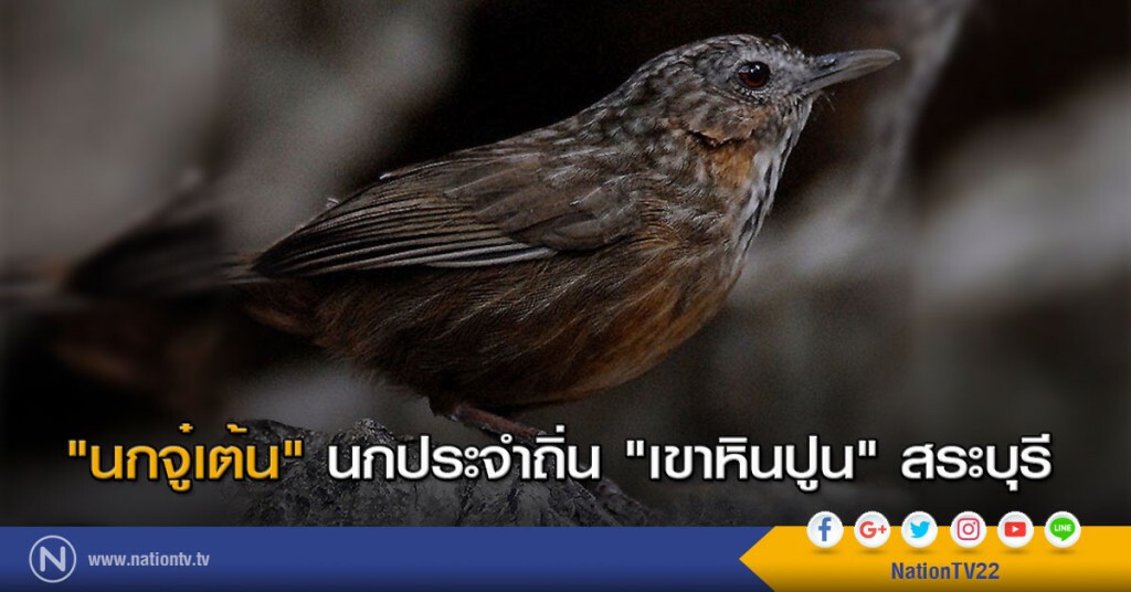 "นกจู๋เต้น" นกประจำถิ่น "เขาหินปูน" สระบุรี "นกจู๋เต้น" นกประจำถิ่น "เขาหินปูน" สระบุรี