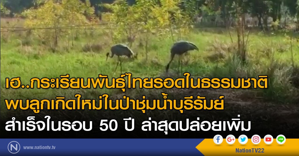 เฮ..กระเรียนพันธุ์ไทยรอดในธรรมชาติ พบลูกเกิดใหม่ในป่าชุ่มน้ำบุรีรัมย์ สำเร็จในรอบ 50 ปี เฮ..กระเรียนพันธุ์ไทยรอดในธรรมชาติ พบลูกเกิดใหม่ในป่าชุ่มน้ำบุรีรัมย์ สำเร็จในรอบ 50 ปี