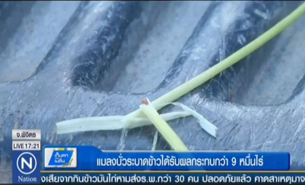 แมลงบั่วระบาด ข้าวได้รับผลกระทบ แมลงบั่วระบาด ข้าวได้รับผลกระทบ