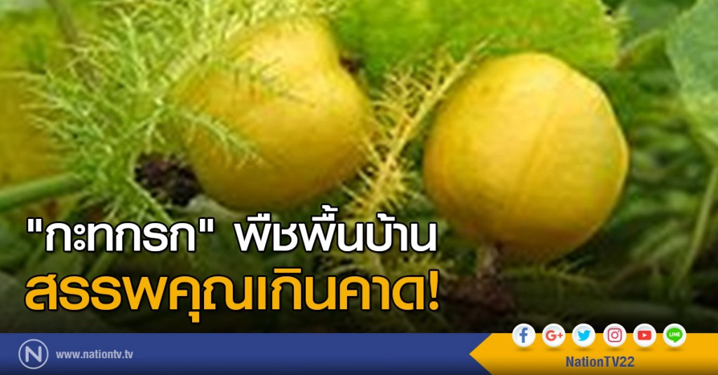 "กะทกรก" พืชพื้นบ้านสรรพคุณเกินคาด!