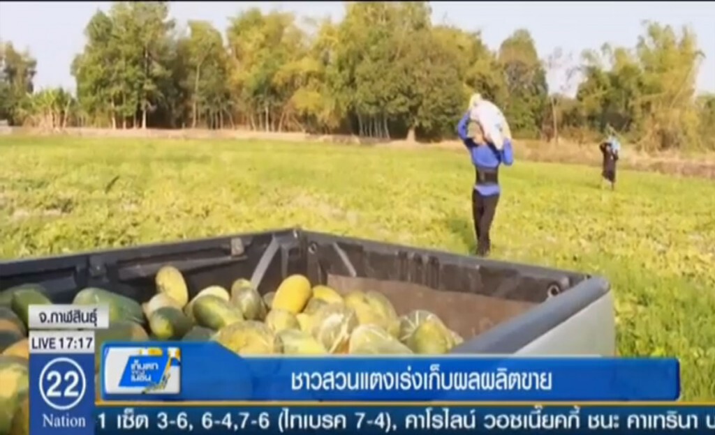 ชาวสวนแตงเร่งเก็บผลผลิตขาย ชาวสวนแตงเร่งเก็บผลผลิตขาย