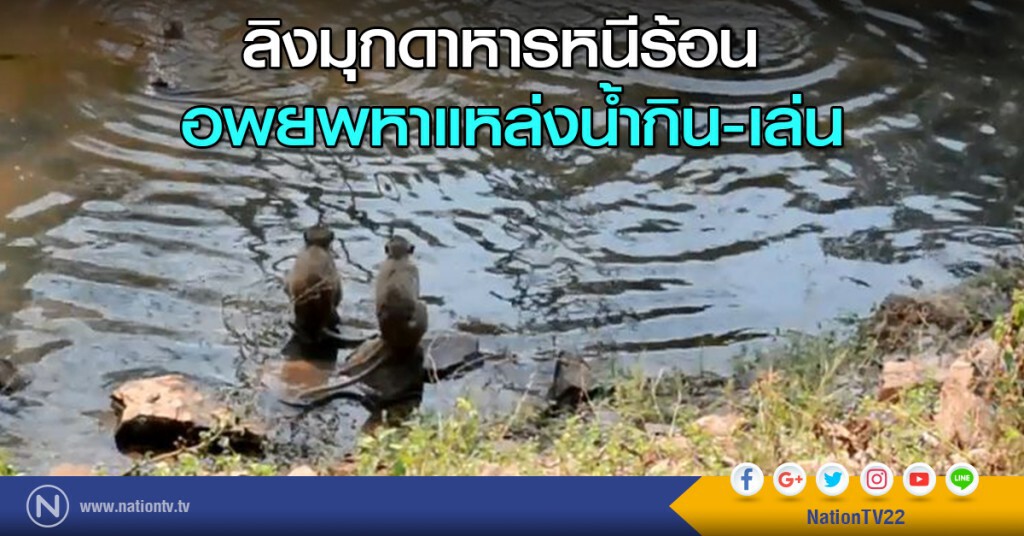ลิงมุกดาหารหนีร้อน
อพยพหาแหล่งน้ำกิน-เล่น ลิงมุกดาหารหนีร้อน
อพยพหาแหล่งน้ำกิน-เล่น