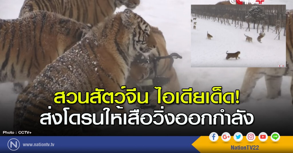 สวนสัตว์จีน ไอเดียเด็ด! ส่งโดรนให้เสือออกกำลัง สวนสัตว์จีน ไอเดียเด็ด! ส่งโดรนให้เสือออกกำลัง