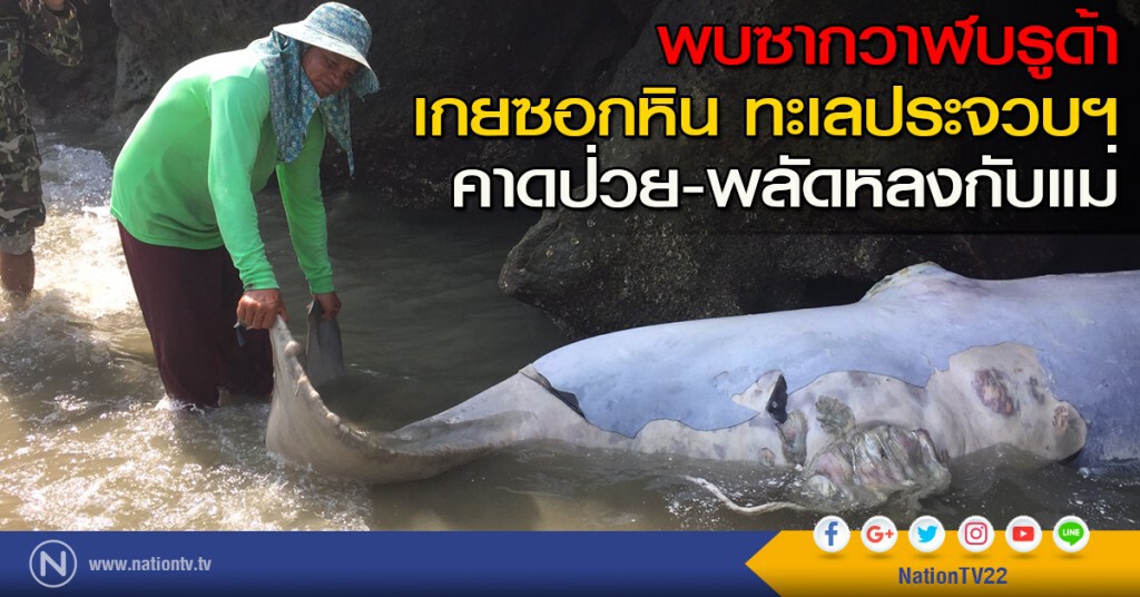 พบซากวาฬบรูด้า
เกยซอกหิน ทะเลประจวบฯ
คาดป่วย-พลัดหลงกับแม่ พบซากวาฬบรูด้า
เกยซอกหิน ทะเลประจวบฯ
คาดป่วย-พลัดหลงกับแม่