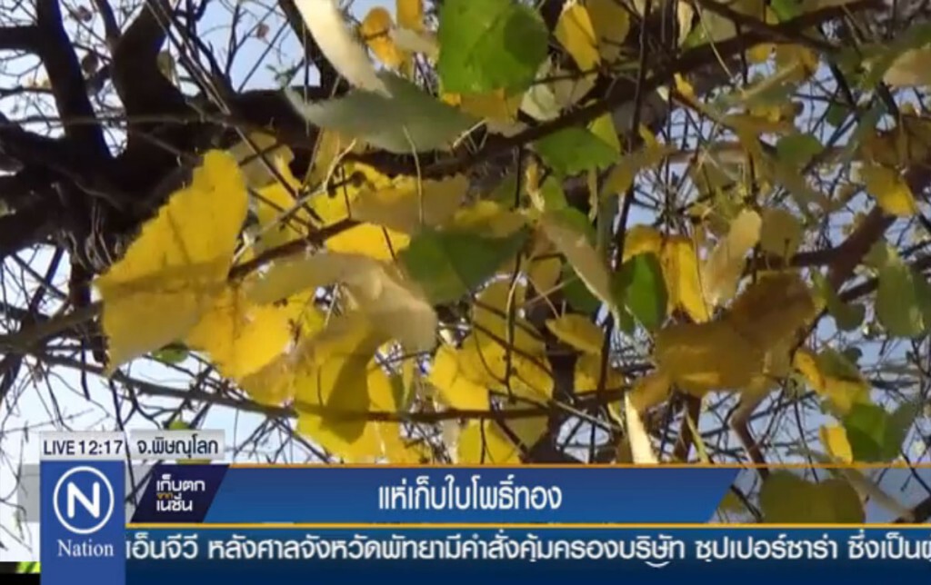 แห่เก็บใบโพธิ์ทอง