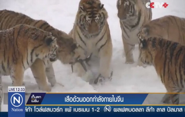 สวนสัตว์จีน ไอเดียเด็ด! ส่งโดรนให้เสือออกกำลัง