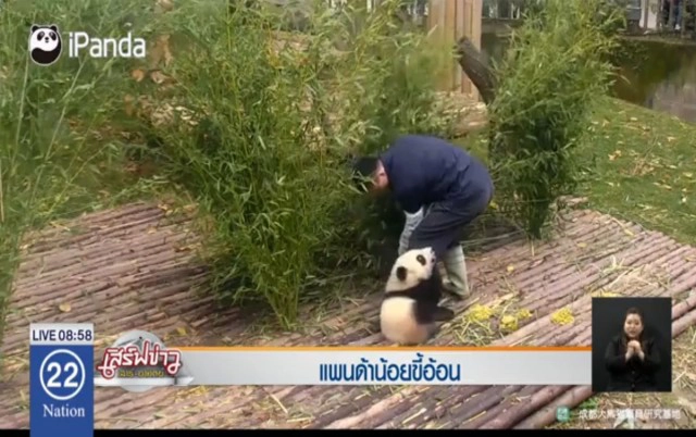 แพนด้าน้อยขี้อ้อน