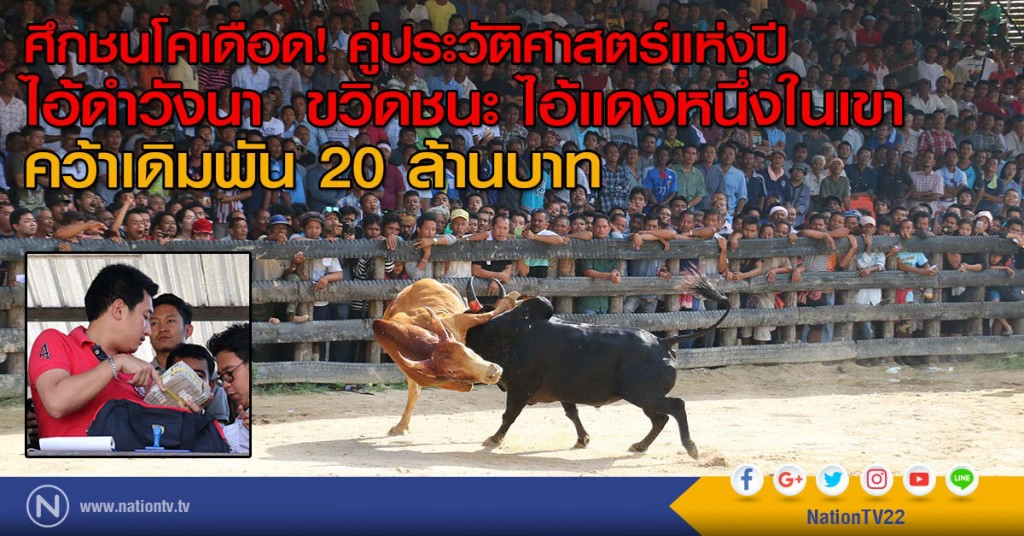 ชนโค คู่ประวัติศาสตร์แห่งปี
ไอ้ดำวังนา สตูล ขวิดชนะ ไอ้แดงหนึ่งในเขา สงขลา
คว้าเดิมพัน 20 ล้านบาท