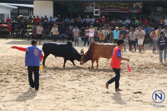 ชนโค คู่ประวัติศาสตร์แห่งปี
ไอ้ดำวังนา สตูล ขวิดชนะ ไอ้แดงหนึ่งในเขา สงขลา
คว้าเดิมพัน 20 ล้านบาท