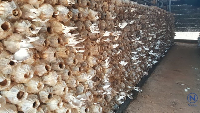 บุรีรัมย์แปรรูปเห็ดโคนญี่ปุ่นขาย
สร้างรายได้ 4-5 แสน/ปี
เตรียมบุกตลาดอาเซียน