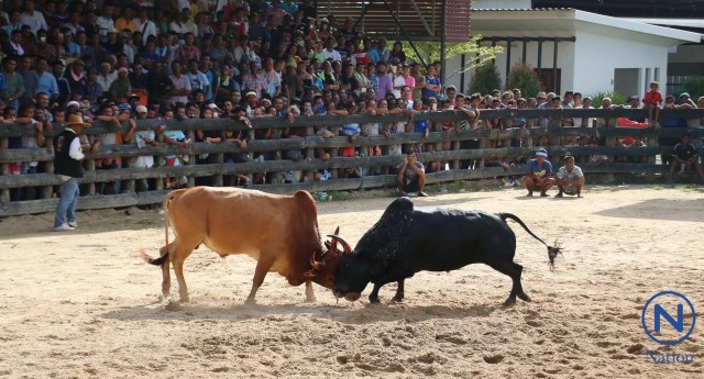 ชนโค คู่ประวัติศาสตร์แห่งปี
ไอ้ดำวังนา สตูล ขวิดชนะ ไอ้แดงหนึ่งในเขา สงขลา
คว้าเดิมพัน 20 ล้านบาท