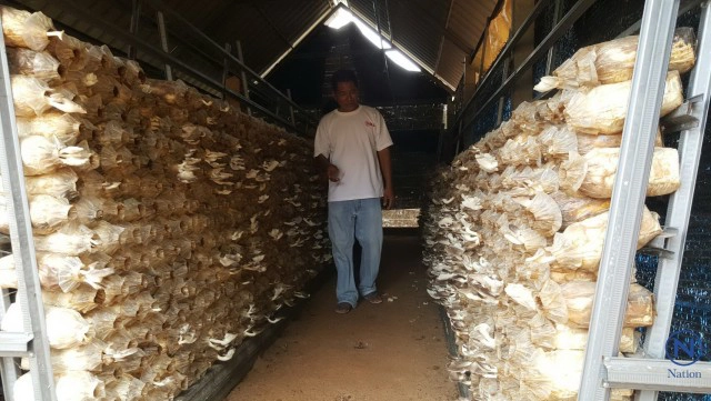 บุรีรัมย์แปรรูปเห็ดโคนญี่ปุ่นขาย
สร้างรายได้ 4-5 แสน/ปี
เตรียมบุกตลาดอาเซียน