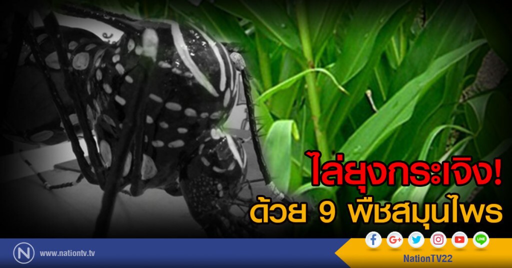 ไล่ยุงกระเจิง! ด้วย 9 พืชสมุนไพร