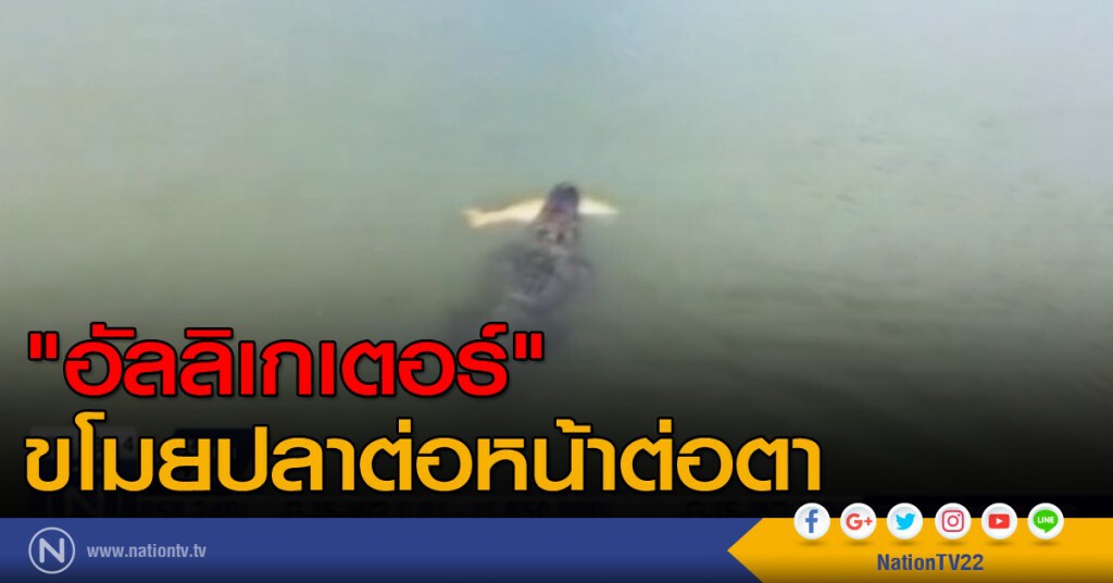 หนูน้อยโดนตัว "อัลลิเกเตอร์" ขโมยปลาต่อหน้าต่อตา