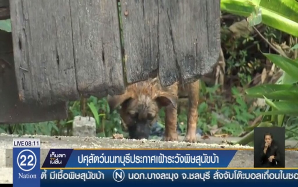 ปศุสัตว์นนทบุรี ประกาศเฝ้าระวังพิษสุนัขบ้า