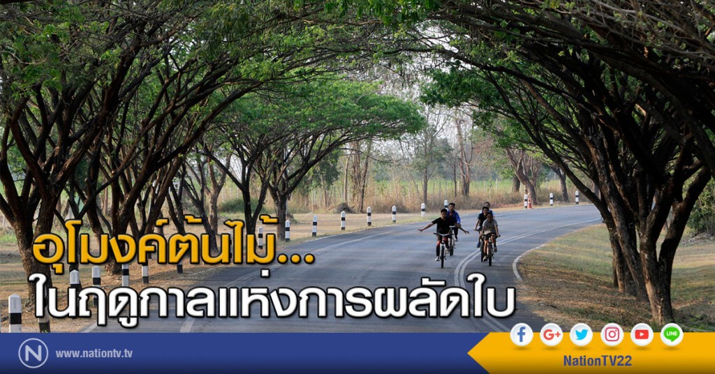 อุโมงค์ต้นไม้...ในฤดูกาลแห่งการผลัดใบ อุโมงค์ต้นไม้...ในฤดูกาลแห่งการผลัดใบ