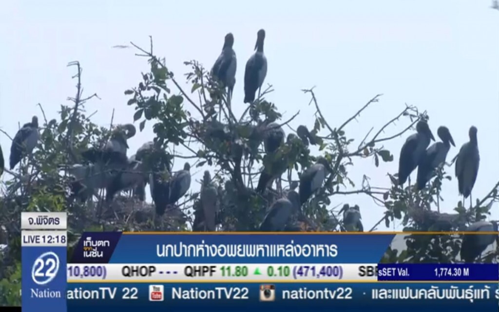 นกปากห่างอพยพ หาแหล่งอาหาร นกปากห่างอพยพ หาแหล่งอาหาร