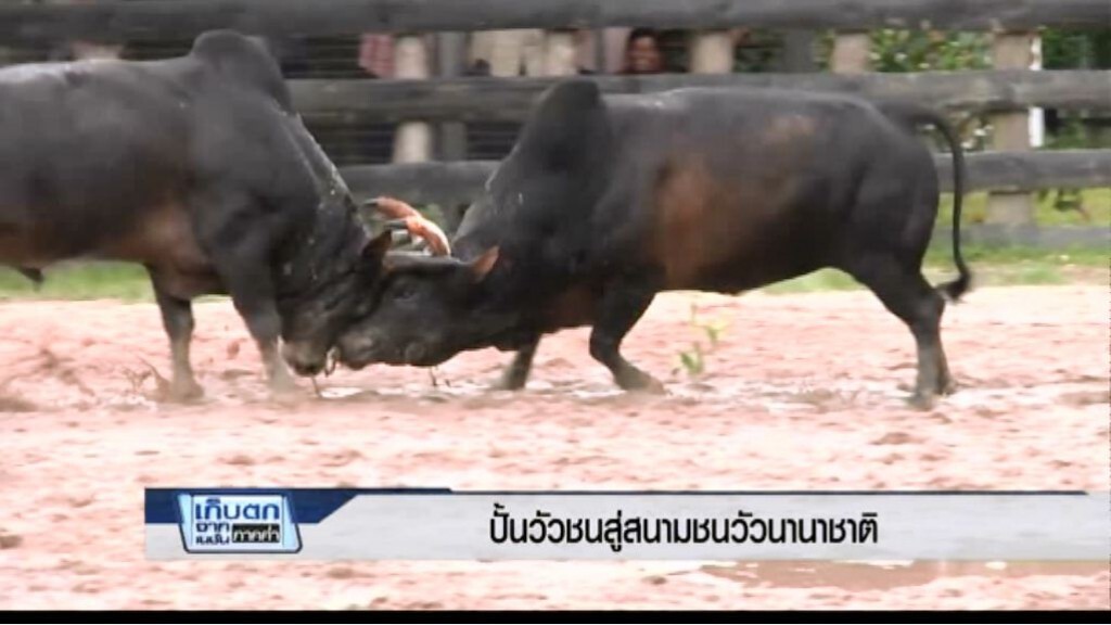 เก็บตกค่ำ 1 มี.ค.60 (3) - ปั้นวัวชนสู่สนามชนวัวนานาชาติ เก็บตกค่ำ 1 มี.ค.60 (3) - ปั้นวัวชนสู่สนามชนวัวนานาชาติ