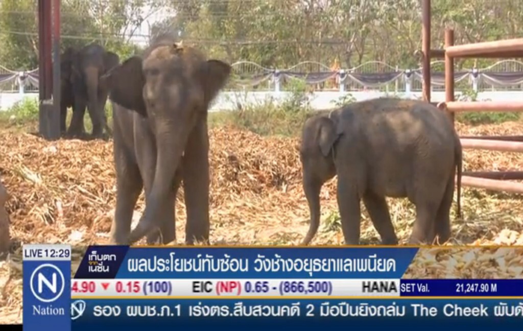 ผลประโยชน์ทับซ้อน วังช้างอยุธยาแลเพนียด