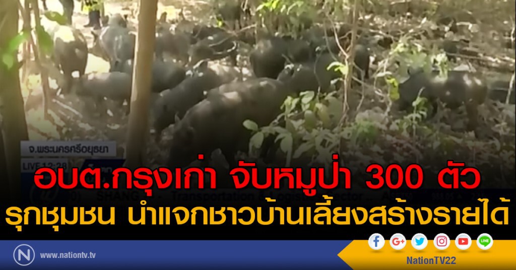 อบต.กรุงเก่า จับหมูป่า 300 ตัว รุกชุมชน นำแจกชาวบ้านเลี้ยงสร้างรายได้ อบต.กรุงเก่า จับหมูป่า 300 ตัว รุกชุมชน นำแจกชาวบ้านเลี้ยงสร้างรายได้