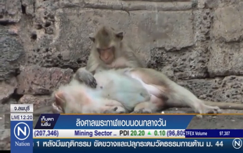 ลิงศาลพระกาฬ แอบนอนกลางวัน ลิงศาลพระกาฬ แอบนอนกลางวัน