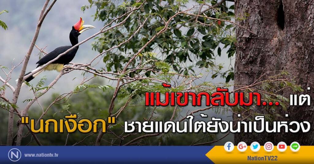 แม้เขากลับมา... แต่ "นกเงือก" ชายแดนใต้ยังน่าเป็นห่วง