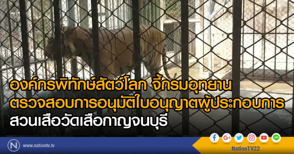 องค์กรพิทักษ์สัตว์โลก จี้กรมอุทยานตรวจสอบการอนุมัติใบอนุญาตผู้ประกอบการสวนเสือให้วัดเสือกาญจนบุรี