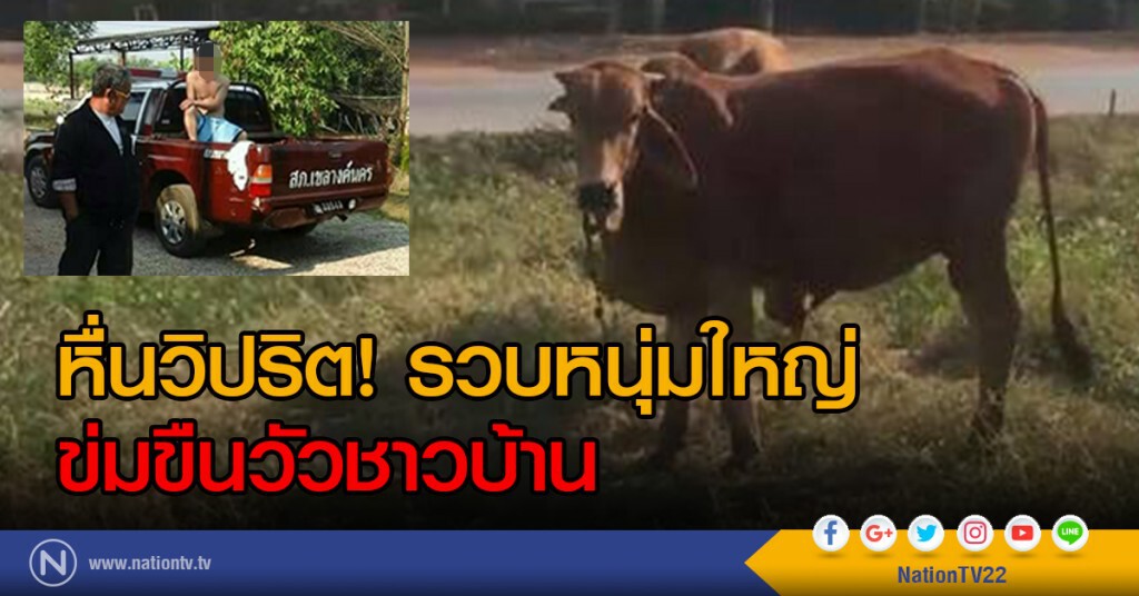หื่นวิปริต! รวบหนุ่มใหญ่
ข่มขืนวัวชาวบ้าน