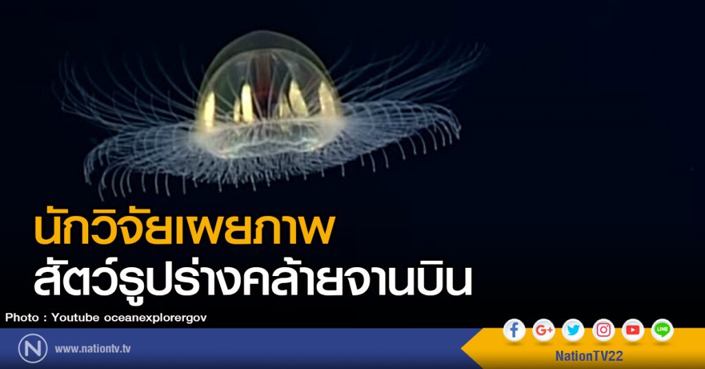 นักวิจัยเผยภาพ สัตว์รูปร่างคล้ายจานบิน นักวิจัยเผยภาพ สัตว์รูปร่างคล้ายจานบิน
