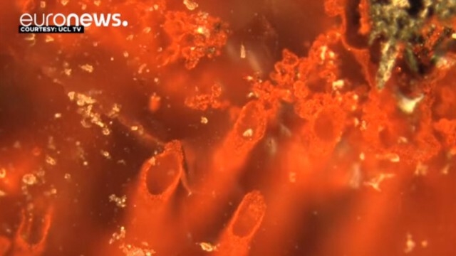 นักวิจัยพบฟอสซิลเก่าแก่สุดในโลก อายุกว่า 4 พันล้านปี