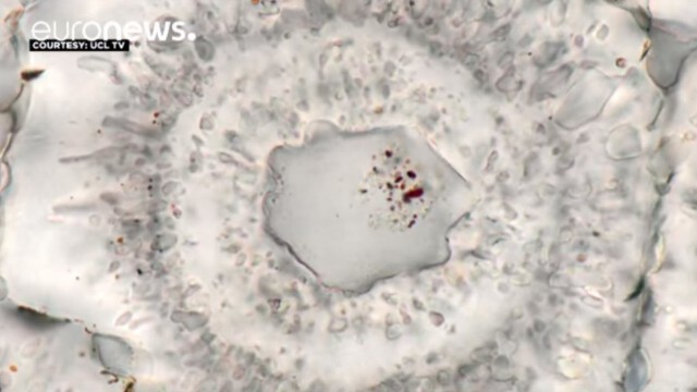 นักวิจัยพบฟอสซิลเก่าแก่สุดในโลก อายุกว่า 4 พันล้านปี